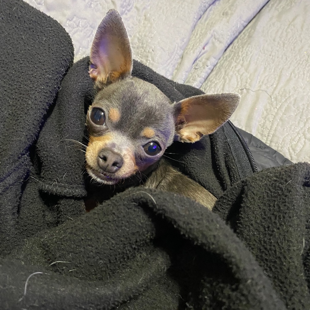 Meet your Posher, Lisa